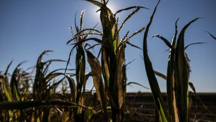 Des plants de maïs desséchés à Châtillon-sur-Indre, le 10 juillet 2026 dans le Maine-et-Loire, lors d'une vague de chaleur en France