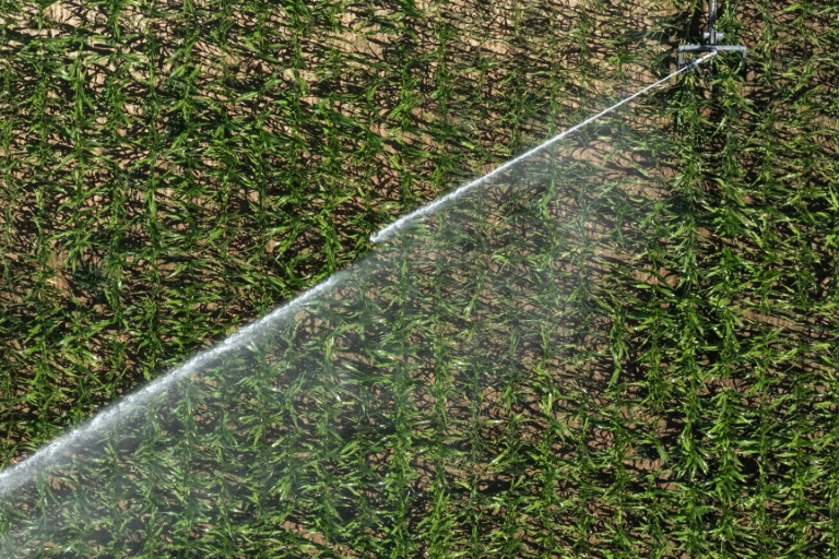 Vue aérienne d'un asperseur irriguant un champ de maïs à Tiercé, le 10 juillet 2026 dans le Maine-et-Loire, lors d'une vague de chaleur en France
