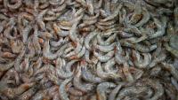 L'ONG de défense du bien-être animal ICAW a appelé la grande distribution française à renforcer ses engagements contre la maltraitance des crevettes d'élevage