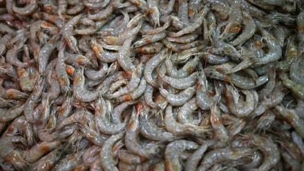 L'ONG de défense du bien-être animal ICAW a appelé la grande distribution française à renforcer ses engagements contre la maltraitance des crevettes d'élevage