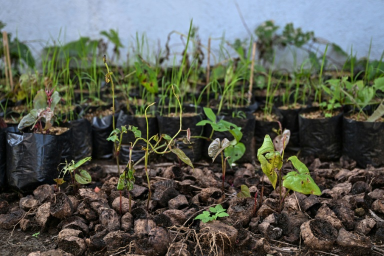 Des plants d'igname violette dans une ferme de Padre Garcia, dans la province de Batangas, le 25 septembre 2026 aux Philippines