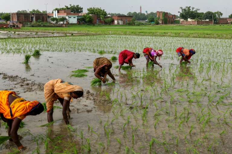 Des agriculteurs plantent des jeunes plants de riz dans une rizière inondée pendant la mousson, à la périphérie de Varanasi, le 12 juillet 2025 en Inde