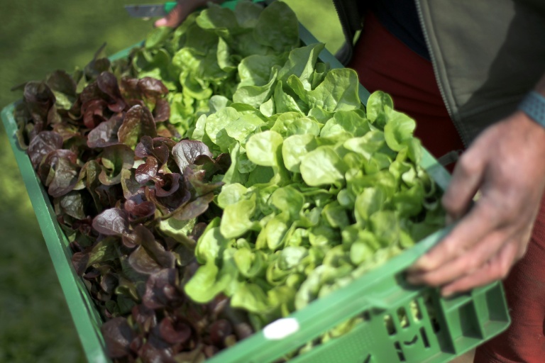 Une production de salades en nette baisse en France cette année