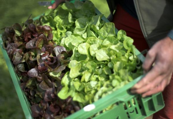 Une production de salades en nette baisse en France cette année