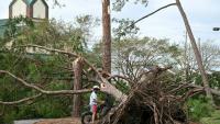 Un arbre arraché par la tempête Isaias à Gulf Breeze, en Floride, le 10 octobre 2026