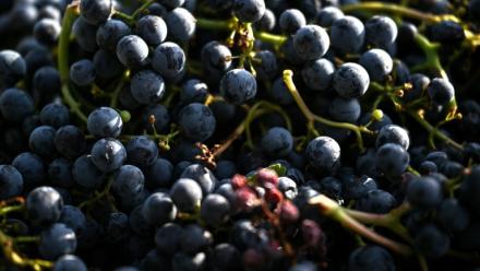 Les estimations de production viticole française en 2026 ont été revues légèrement à la hausse