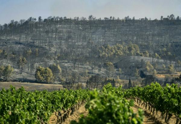 Un vignoble à proximité d'une forêt ravagée par un incendie à Saint-Laurent-de-la-Cabrerisse, dans l'Aude, le 6 août 2025
