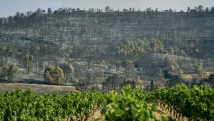 Un vignoble à proximité d'une forêt ravagée par un incendie à Saint-Laurent-de-la-Cabrerisse, dans l'Aude, le 6 août 2025