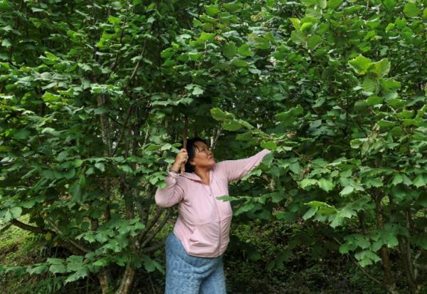 Pema Dema, une agricultrice bhoutanaise de 59 ans, récolte des noisettes sur sa propriété, le 29 août 2026 à Thimphou 