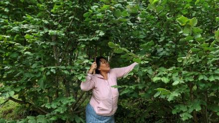 Pema Dema, une agricultrice bhoutanaise de 59 ans, récolte des noisettes sur sa propriété, le 29 août 2026 à Thimphou 