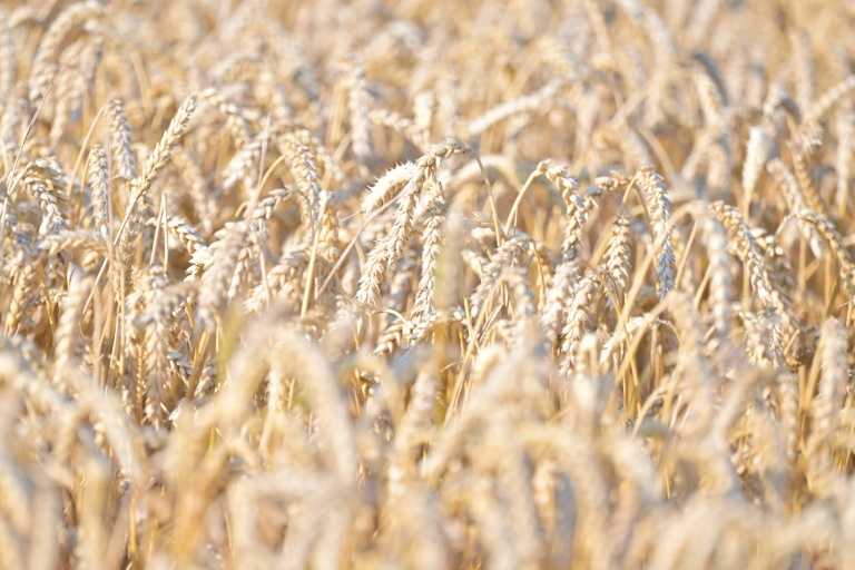Les aliments à base de céréales comme le blé et le riz sont les principales sources d'apport de cadmium car très consommés