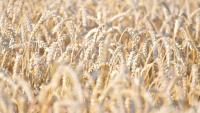 Les aliments à base de céréales comme le blé et le riz sont les principales sources d'apport de cadmium car très consommés
