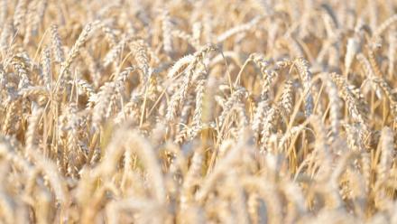 Les aliments à base de céréales comme le blé et le riz sont les principales sources d'apport de cadmium car très consommés
