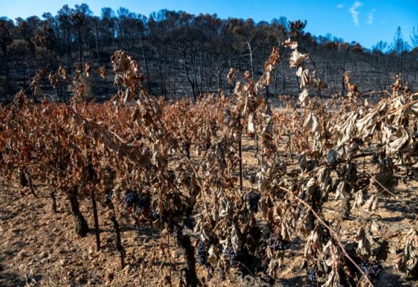 Un vignoble dévasté par un feu de forêt à Correns, dans le Var, le 17 août 2026 