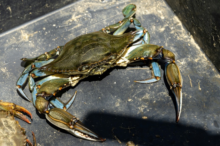 Un crabe bleu (Callinectes sapidus) à Hyères, le 28 mai 2026 dans le Var