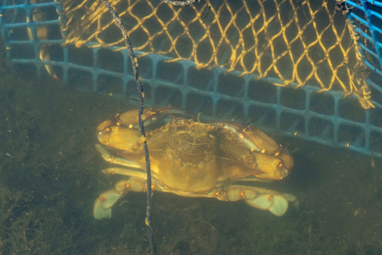 Un crabe bleu (Callinectes sapidus) dans les Salins d'Hyères, le 28 mai 2026 dans le Var