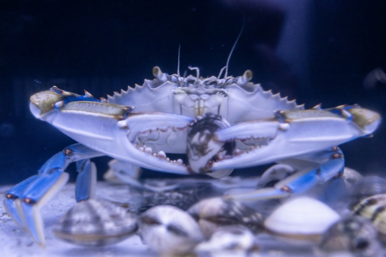 Un crabe bleu (Callinectes sapidus) mange des palourdes dans un aquarium du laboratoire de l'Institut méditerranéen d'océanographie (MIO) à Marseille, le 28 mai 2026 dans les Bouches-du-Rhône