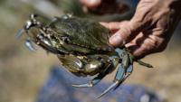 Un crabe bleu (Callinectes sapidus), qui sera analysé, mesuré et pesé au laboratoire de l'Institut méditerranéen d'océanographie (MIO) de Marseille, à Hyères, le 28 mai 2026 dans le Var