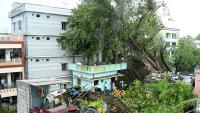 Des maisons endommagées par des arbres déracinés, après que le cyclone Arnab a touché terre à Yanam, dans le territoire de Pondichéry, le 28 octobre 2026 en Inde