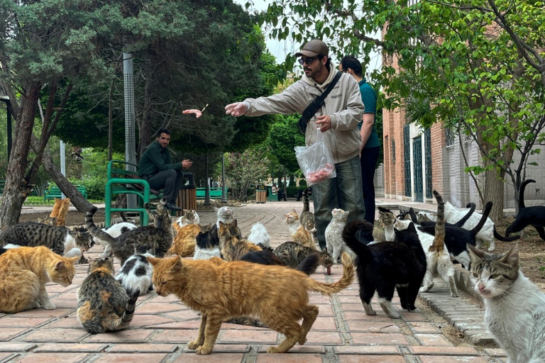 Un homme nourrit des chats errants dans un parc à Téhéran, le 20 avril 2026 en Iran