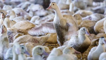 Des oies élevées dans la Hudson Valley Farm, à Ferndale, dans l'Etat de New York, le 3 mars 2023