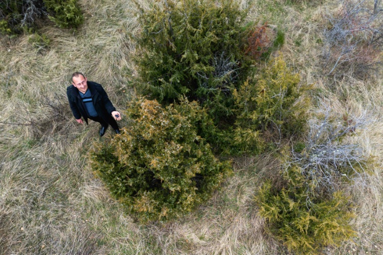 Slobodan Velickovic inspecte des baies  de genièvre sur des buissons dans les collines près de Vranje, dans le sud de la Serbie, le 15 avril 2026