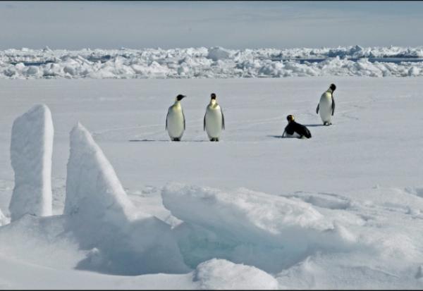 Photographie diffusée par le British Antarctic Survey le 8 avril 2026, montrant des manchots empereurs en Antarctique le 13 novembre 2010