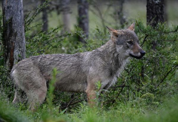 Le nombre de loups est resté relativement stable en France en 2025, avec une population estimée à 1.082, soit 69 de plus en un an