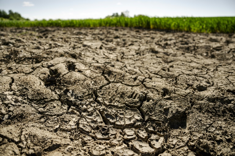 Un sol desséché entre Ringsted et Roskilde, au Danemark, le 15 mai 2025