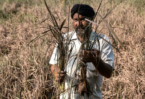 L'agriculteur Rakesh Kumar inspecte ses cultures, endommagées par les inondations, lors d'un entretien avec l'AFP dans le village de Lassia, dans l'Etat du Pendjab, le 11 septembre 2025 en Inde