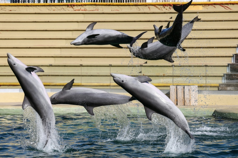 Des dauphins nagent dans le bassin du 