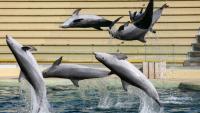 Des dauphins nagent dans le bassin du "Dolphins Arena" du parc d'attractions MarineLand, à Antibes, dans le sud-est de la France, le 27 novembre 2025