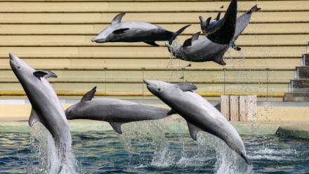 Des dauphins nagent dans le bassin du "Dolphins Arena" du parc d'attractions MarineLand, à Antibes, dans le sud-est de la France, le 27 novembre 2025