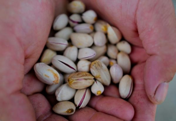 Des pistaches cultivées par des vignerons à Sérignan-du-Comtat, dans le Vaucluse, le 28 septembre 2026