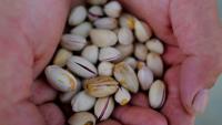 Des pistaches cultivées par des vignerons à Sérignan-du-Comtat, dans le Vaucluse, le 28 septembre 2026