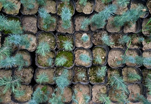 Des plants de cèdres photographiés le 11 mai 2026 dans le district de Paghman district, dans la province de Kaboul, Afghanistan