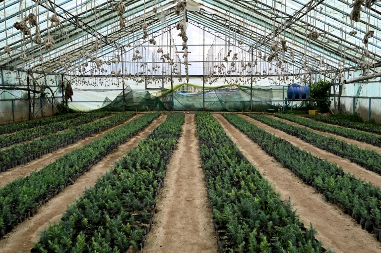 Des plants de pins dans une pépinière de Paghman en Afghanistan le 11 mai 2026