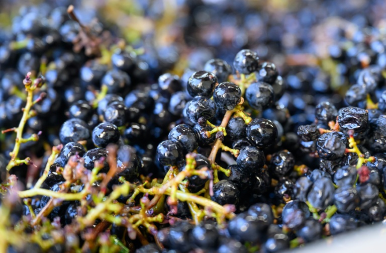 Des grappes de raisin à Grgich Hills Estate, à Rutherford, dans la Napa Valley, en Californie, le 5 octobre 2026