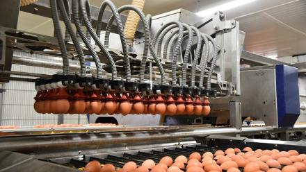 Une ligne d'emballage d'oeufs dans une usine Fermiers Loué à La Bazoge, dans le nord-ouest de la France, le 30 mars 2018