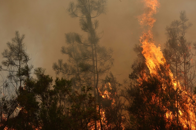 Des arbres en flammes, le 26 juillet 2026 à Arès, en Gironde