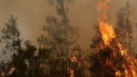 Des arbres en flammes, le 26 juillet 2026 à Arès, en Gironde