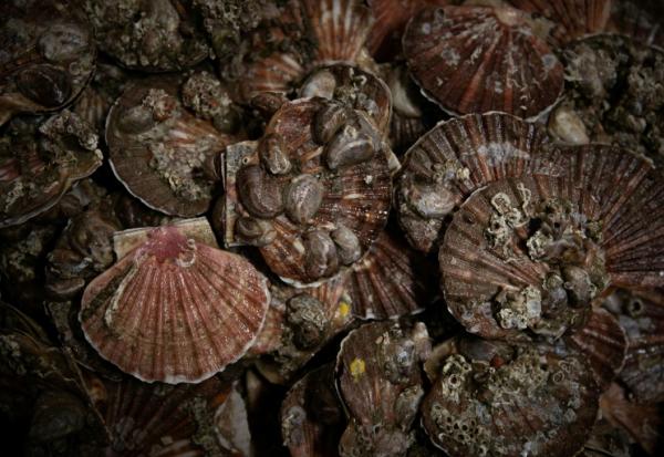 Les deux principaux gisements français de coquilles Saint-Jacques se portent "globalement bien", malgré un recul de 30% de la biomasse exploitable en baie de Seine