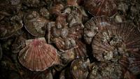 Les deux principaux gisements français de coquilles Saint-Jacques se portent "globalement bien", malgré un recul de 30% de la biomasse exploitable en baie de Seine