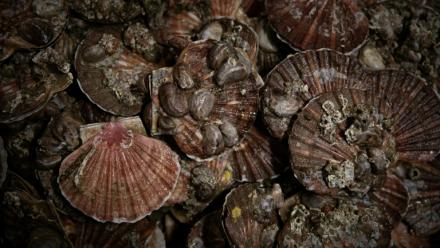 Les deux principaux gisements français de coquilles Saint-Jacques se portent "globalement bien", malgré un recul de 30% de la biomasse exploitable en baie de Seine