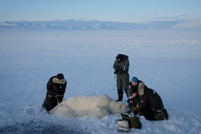 Jon Aars, de l'Institut polaire norvégien, la Française Marie-Anne Blanchet (2e d) et le vétérinaire norvégien Rolf Arne Olberg (g) mesurent un grand ours polaire mâle, dans l'archipel du Svalbard, le 6 avril 2025
