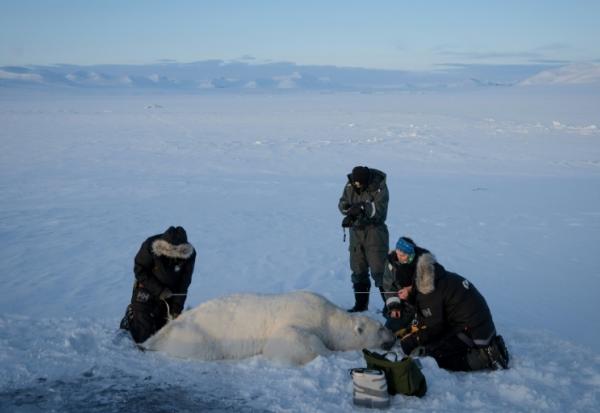 Jon Aars, de l'Institut polaire norvégien, la Française Marie-Anne Blanchet (2e d) et le vétérinaire norvégien Rolf Arne Olberg (g) mesurent un grand ours polaire mâle, dans l'archipel du Svalbard, le 6 avril 2025