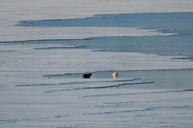 Un ours polaire mâle attaque un morse sur la banquise près des glaciers de l'est du Spitzberg, dans l'archipel du Svalbard, le 9 avril 2025