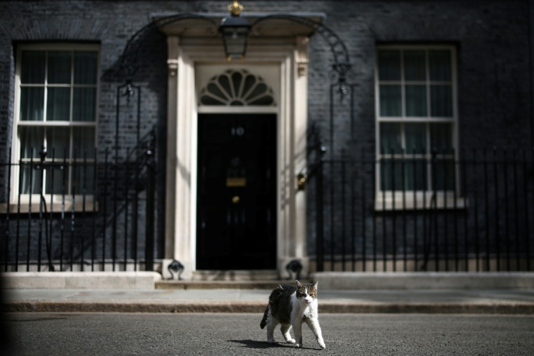 Larry le chat, devant le 10 Downing street, à Londres, avant une déclaration et le départ du Premier ministre britannique sortant, Keir Starmer
