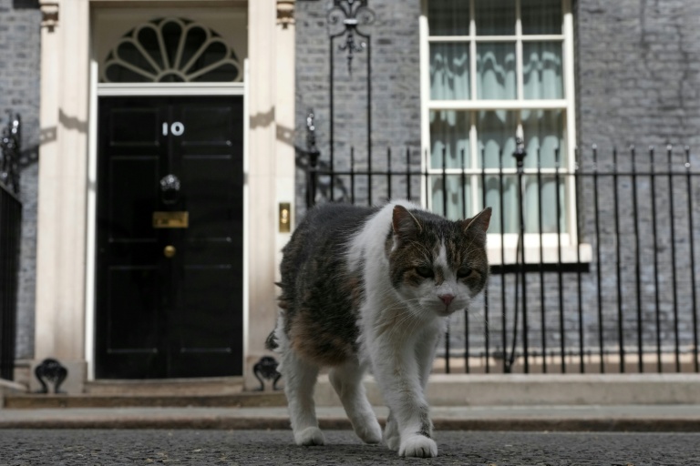 Larry le chat, le félin le plus célèbre du Royaume-Uni, devant le 10 Downing Street, le 17 mai 2026 à Londres