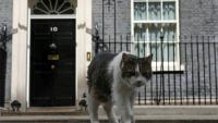 Larry le chat, le félin le plus célèbre du Royaume-Uni, devant le 10 Downing Street le 17 mai 2026